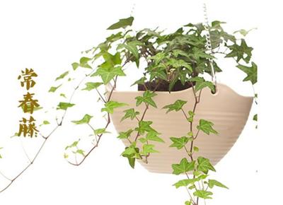 杭州常春藤软件公司 多媒体通信领域的领航者